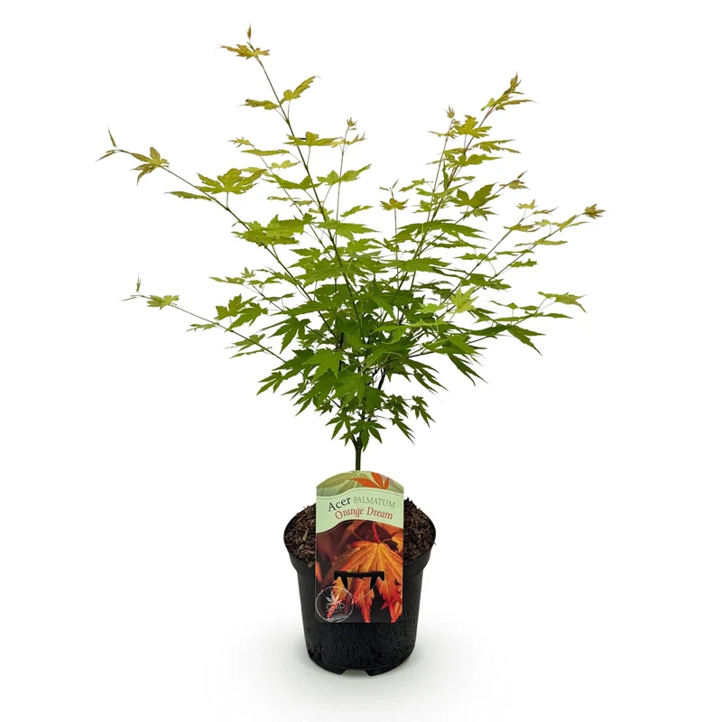 Japanischer Ahorn - Acer palmatum Orange Dream - Orange - 1 Pflanze - Laubabwerfend - Topf 19cm Höhe 70cm