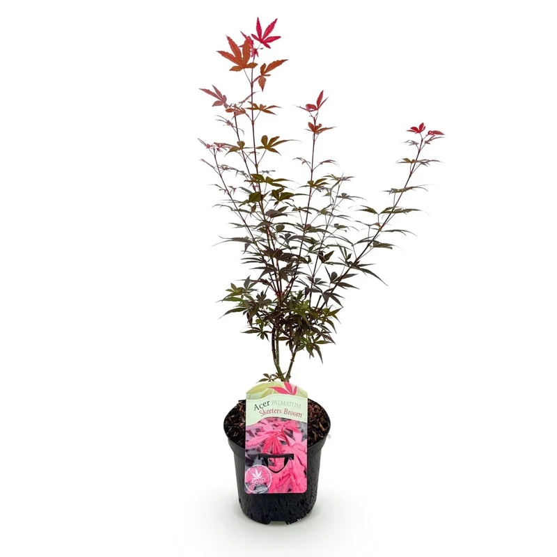 Japanischer Ahorn - Acer palmatum Skeeters Broom - Lila - 1 Pflanze - Laubabwerfend - Topf 19cm Höhe 70cm