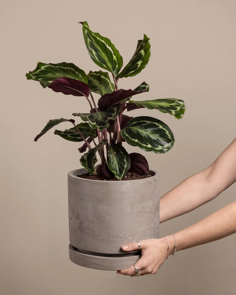 Calathea Roseopicta
