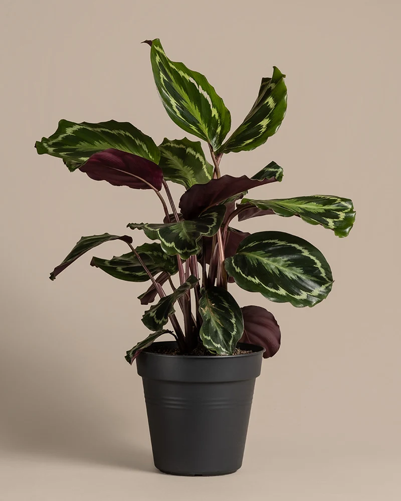 Calathea Roseopicta
