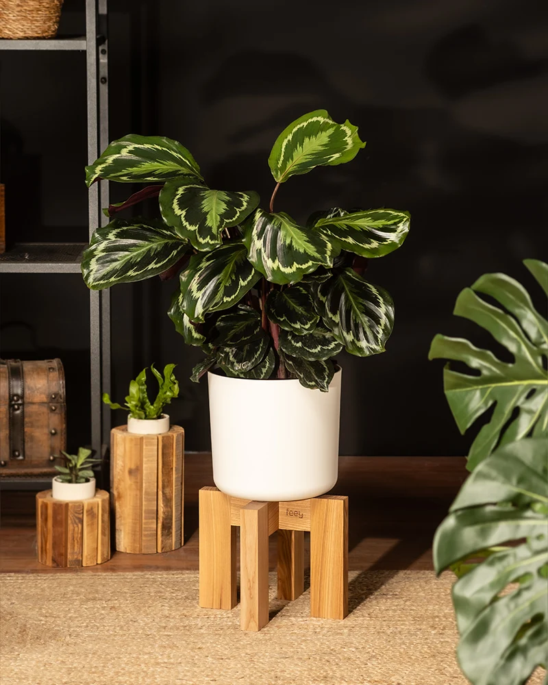 Calathea Roseopicta