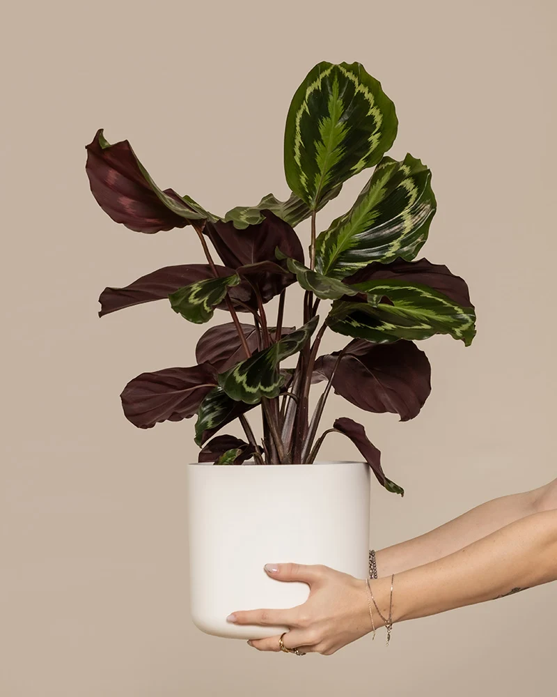 Calathea Roseopicta