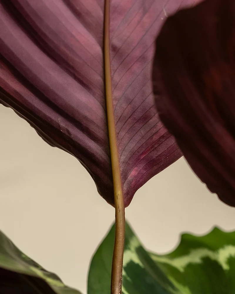 Calathea Roseopicta