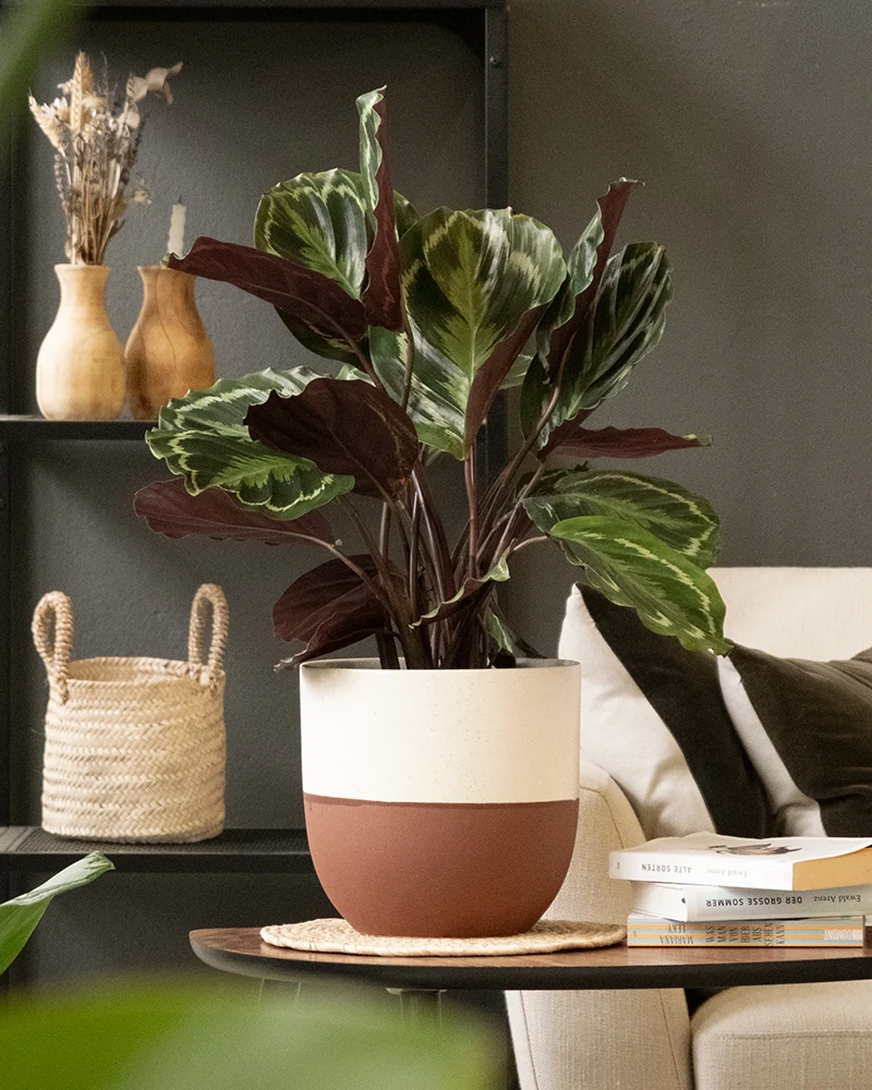 Calathea Roseopicta