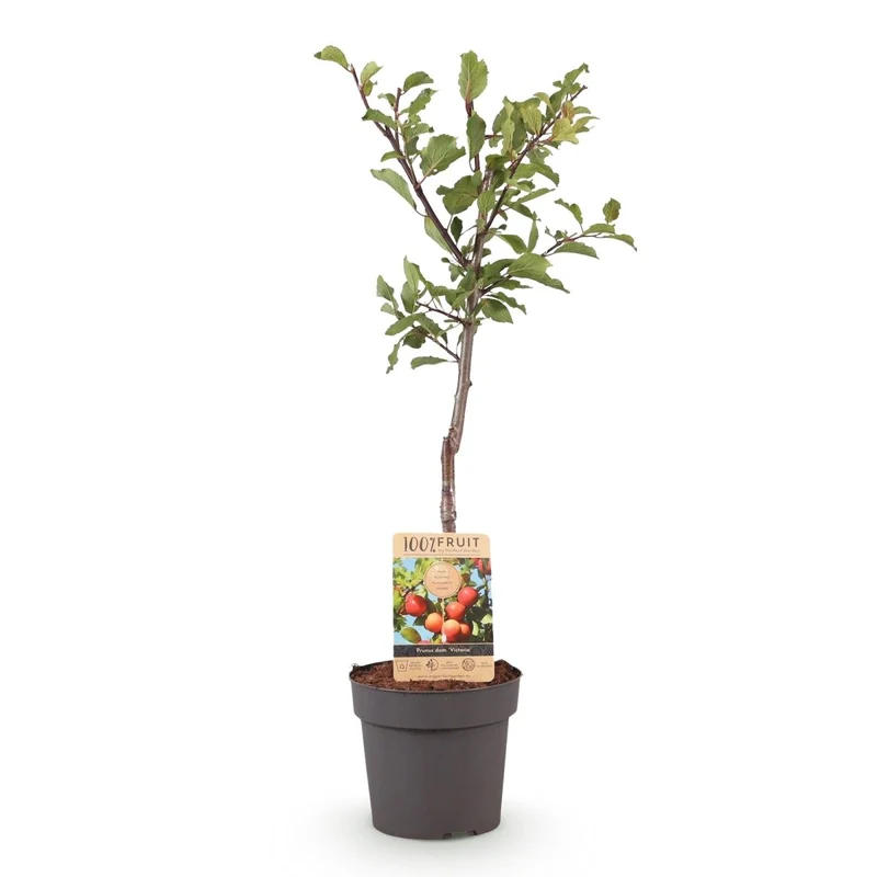 Pflaumenbaum - Prunus domestica Victoria - Rote Pflaume - Topf 21cm Höhe 90cm