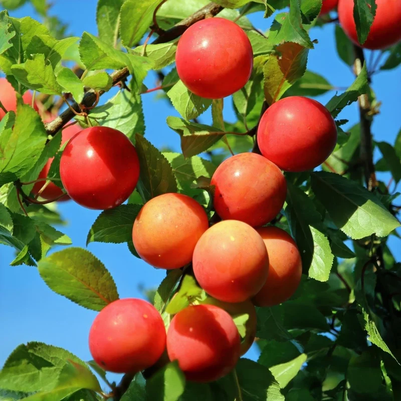 Pflaumenbaum - Prunus domestica Victoria - Rote Pflaume - Topf 21cm Höhe 90cm