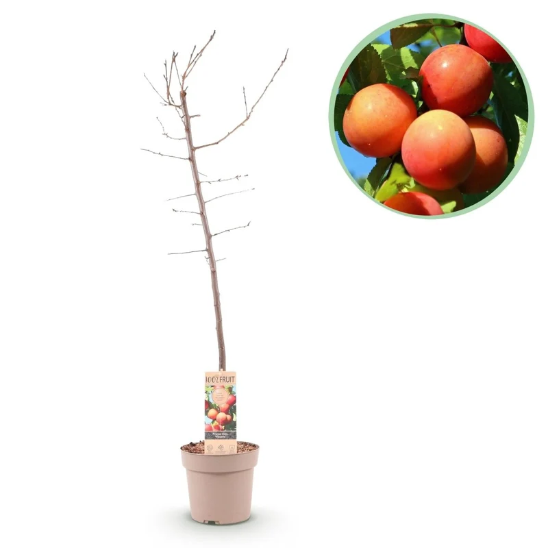 Pflaumenbaum - Prunus domestica Victoria - Rote Pflaume - Topf 21cm Höhe 90cm