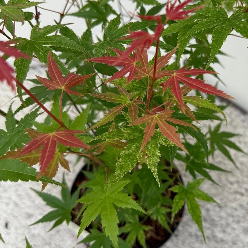Japanischer Ahorn - Acer palmatum Phoenix - Rosa - 1 Pflanze - Laubabwerfend - Topf 19cm Höhe 70cm