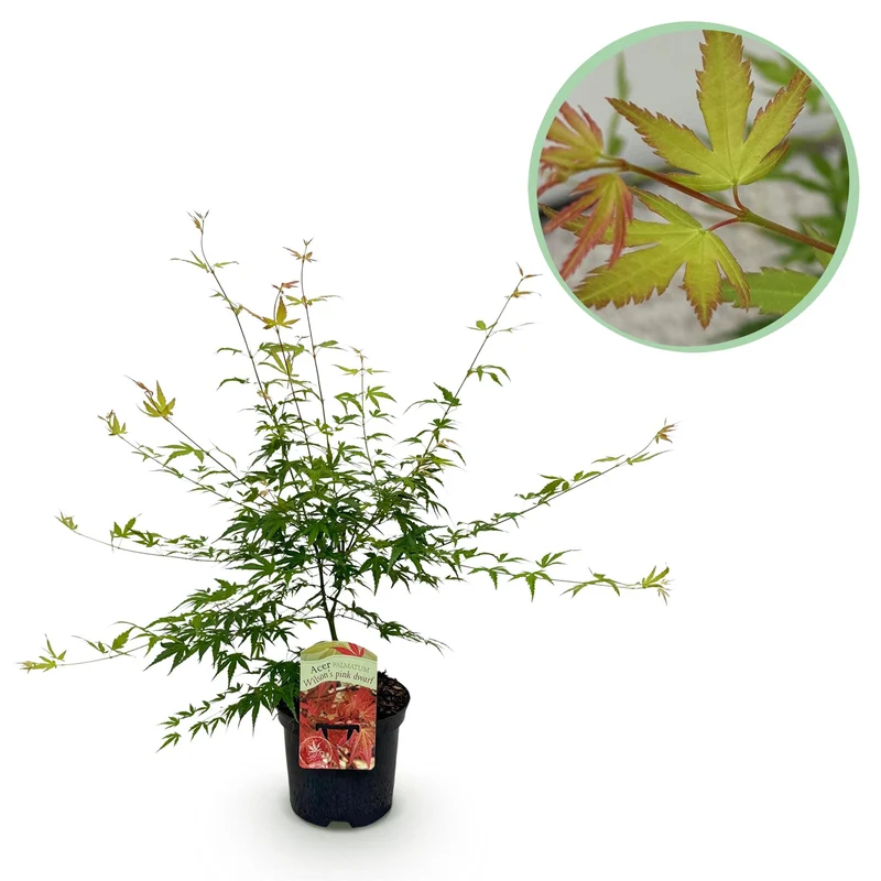 Japanischer Ahorn Pink Dwarf - Rosa - 1 Pflanze - Laubabwerfend - Topf 19cm Höhe 70cm
