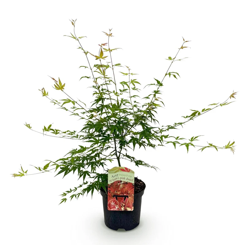 Japanischer Ahorn Pink Dwarf - Rosa - 1 Pflanze - Laubabwerfend - Topf 19cm Höhe 70cm