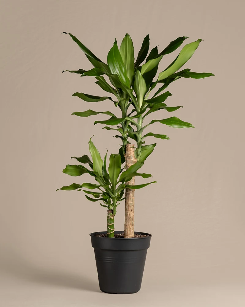 Großer Drachenbaum