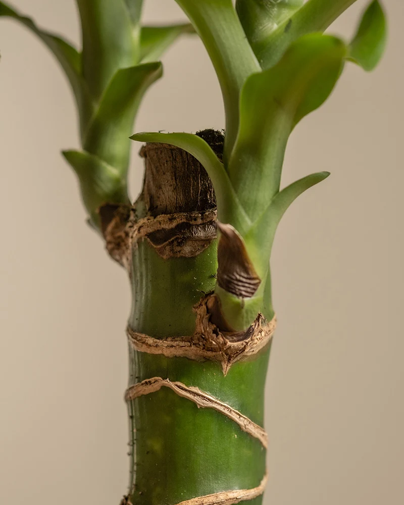 Großer Drachenbaum