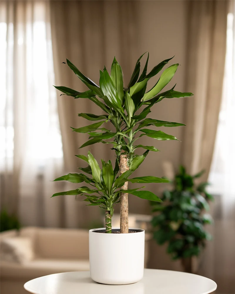 Großer Drachenbaum