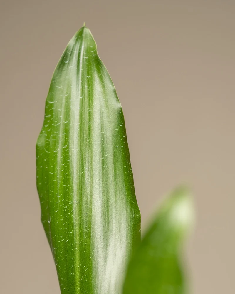 Großer Drachenbaum