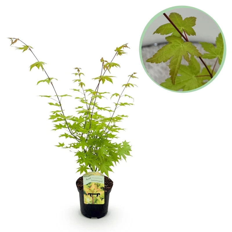 Japanischer Ahorn - Acer palmatum Summergold - Gelb - 1 Pflanze - Laubabwerfend - Topf 19cm Höhe 70cm