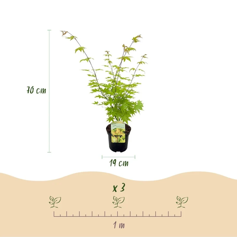 Japanischer Ahorn - Acer palmatum Summergold - Gelb - 1 Pflanze - Laubabwerfend - Topf 19cm Höhe 70cm