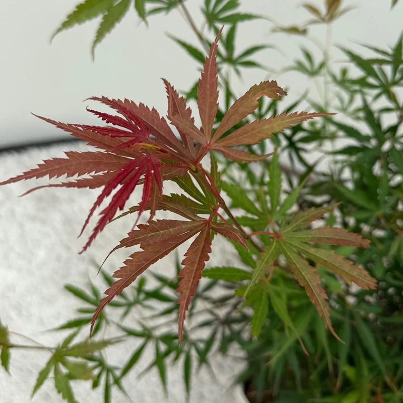Japanischer Ahorn Jerre Swarts - Dunkelrot - 1 Pflanze - Laubabwerfend - Topf 19cm Höhe 70cm