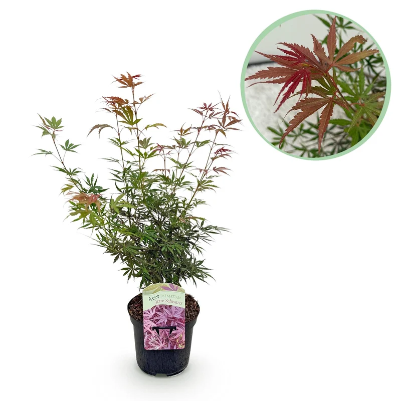 Japanischer Ahorn Jerre Swarts - Dunkelrot - 1 Pflanze - Laubabwerfend - Topf 19cm Höhe 70cm