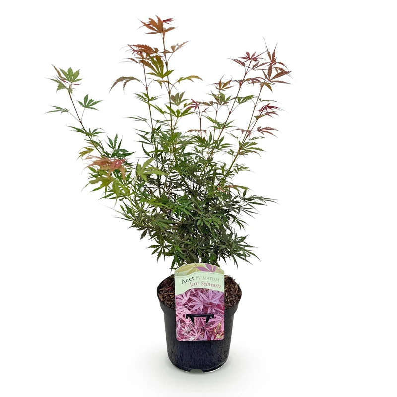Japanischer Ahorn Jerre Swarts - Dunkelrot - 1 Pflanze - Laubabwerfend - Topf 19cm Höhe 70cm