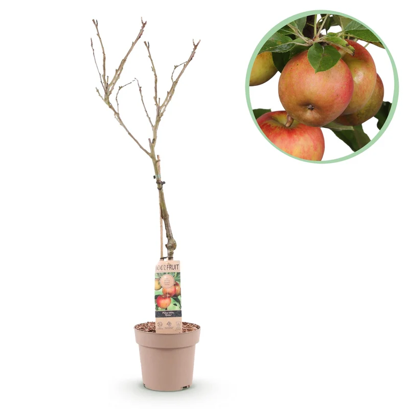 Apfelbaum - Malus domestica Elstar - Roter grüner Apfel - Topf 21cm Höhe 90cm