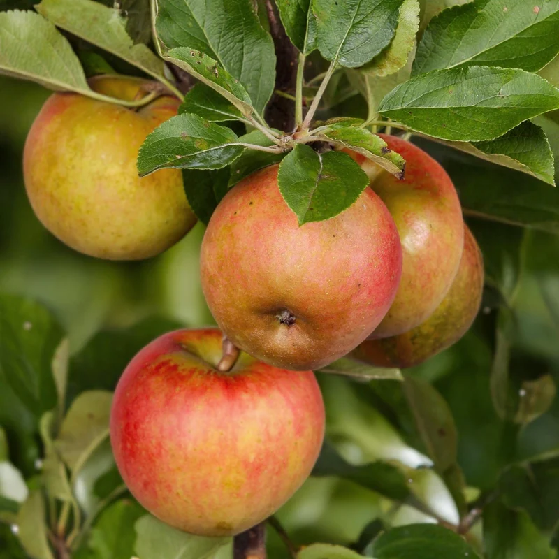 Apfelbaum - Malus domestica Elstar - Roter grüner Apfel - Topf 21cm Höhe 90cm