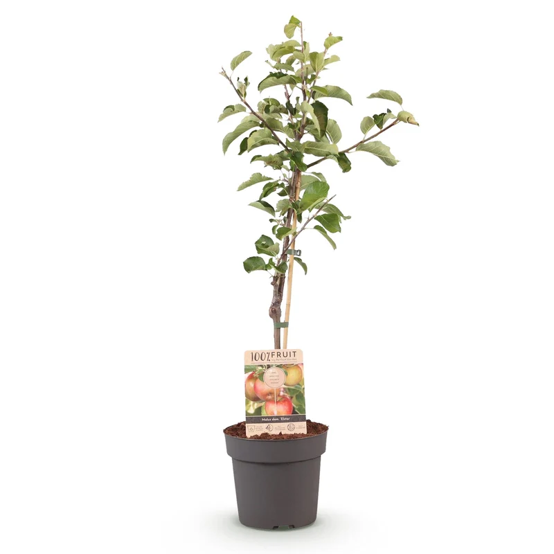 Apfelbaum - Malus domestica Elstar - Roter grüner Apfel - Topf 21cm Höhe 90cm