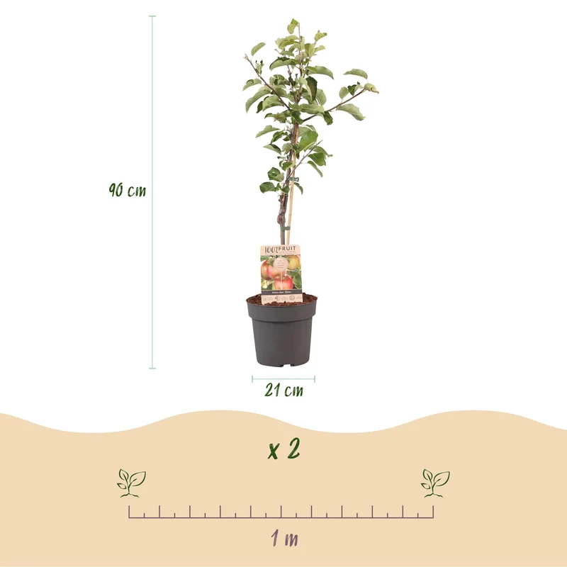 Apfelbaum - Malus domestica Elstar - Roter grüner Apfel - Topf 21cm Höhe 90cm