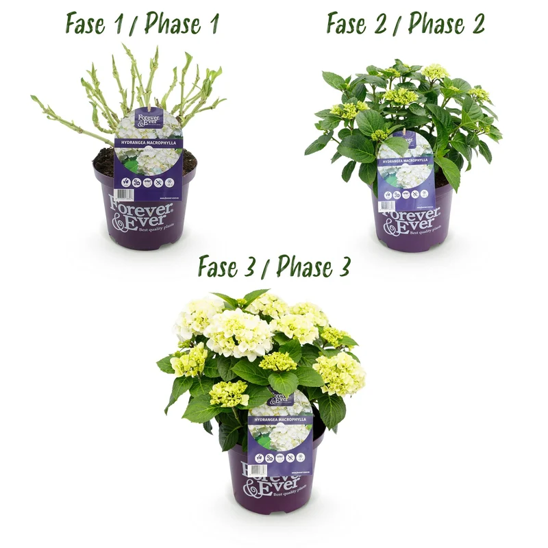Hortensie - Hydrangea Forever & Ever - Weiß - 7-12 Blüten - Topf 23cm Höhe 55cm