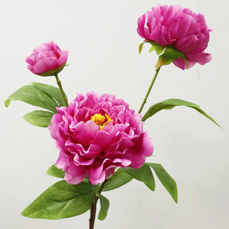 75 cm lange Stängel von chinesischen Großblüten-Pfingstrosen