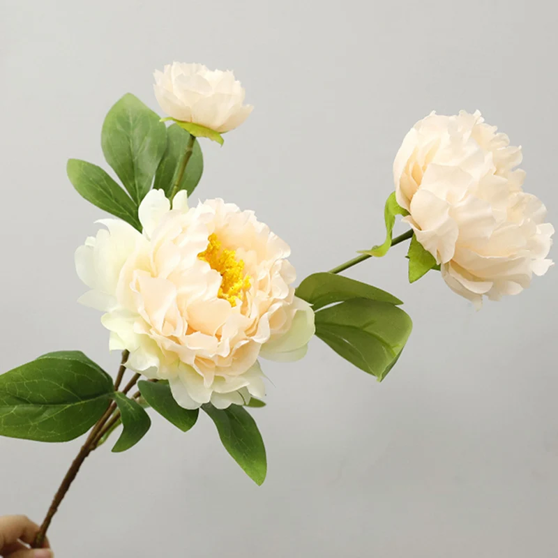 75 cm lange Stängel von chinesischen Großblüten-Pfingstrosen