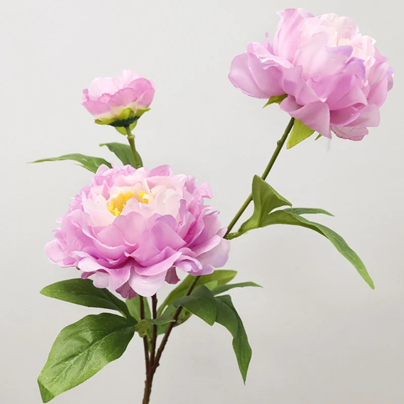 75 cm lange Stängel von chinesischen Großblüten-Pfingstrosen