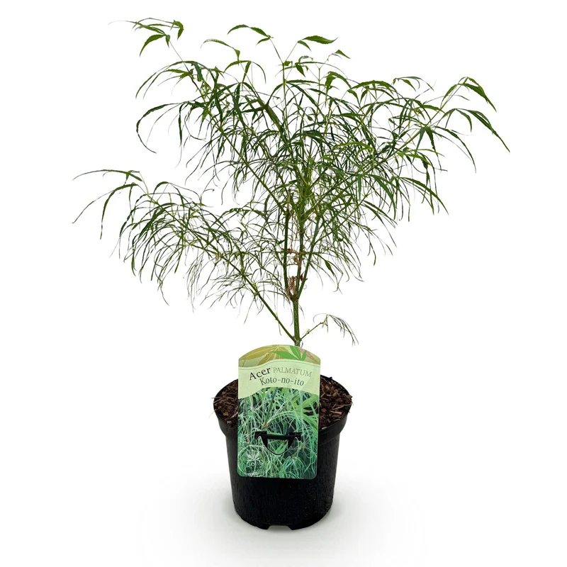 GreenboutiQ - Balkonpflanze - Japanischer Ahorn - Acer palmatum Koto-no-ito - Grün - 1 Pflanze - Laubabwerfend - Topf 19cm Höhe 70cm