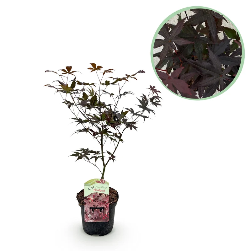 Japanischer Ahorn Bloodgood - Rot- 1 Pflanze - Laubabwerfend - Topf 19cm Höhe 70cm
