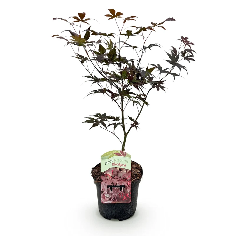 Japanischer Ahorn Bloodgood - Rot- 1 Pflanze - Laubabwerfend - Topf 19cm Höhe 70cm