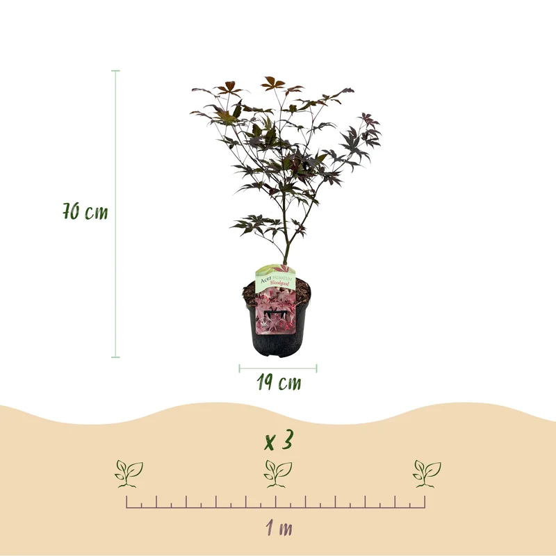 Japanischer Ahorn Bloodgood - Rot- 1 Pflanze - Laubabwerfend - Topf 19cm Höhe 70cm
