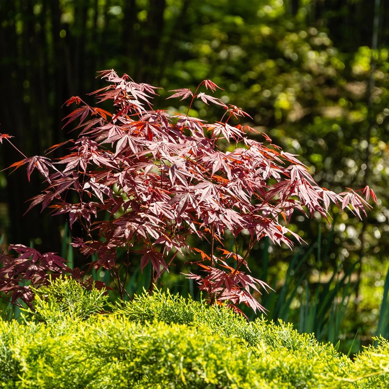 Japanischer Ahorn Atropurpureum - Lila - 1 Pflanze - Laubabwerfend - Topf 19cm Höhe 70cm