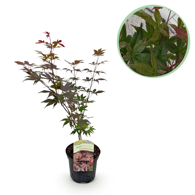 Japanischer Ahorn Atropurpureum - Lila - 1 Pflanze - Laubabwerfend - Topf 19cm Höhe 70cm