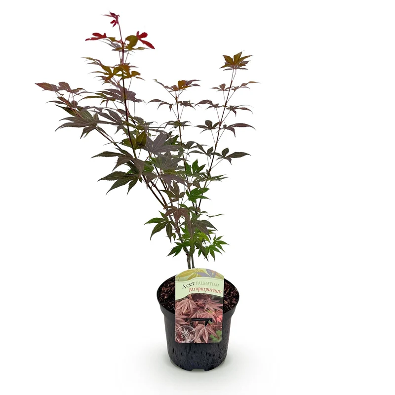 Japanischer Ahorn Atropurpureum - Lila - 1 Pflanze - Laubabwerfend - Topf 19cm Höhe 70cm