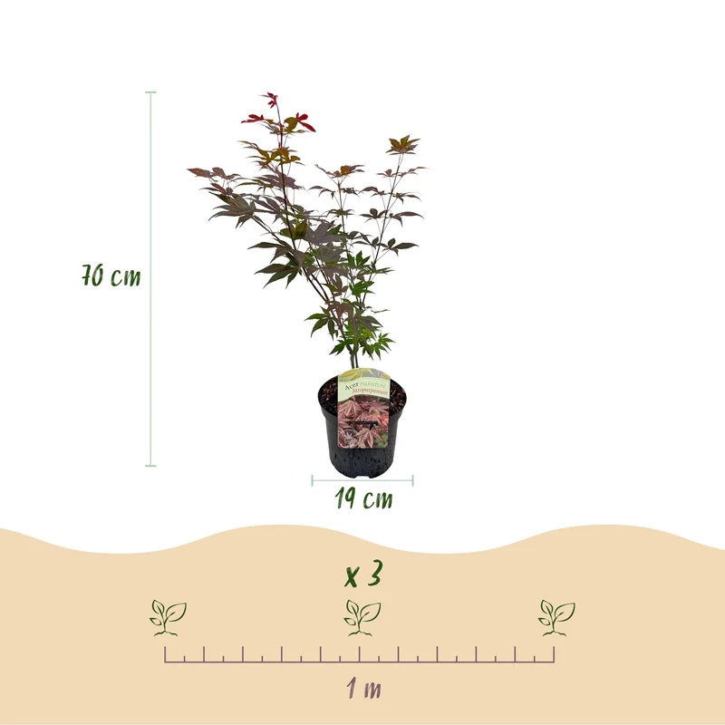 Japanischer Ahorn Atropurpureum - Lila - 1 Pflanze - Laubabwerfend - Topf 19cm Höhe 70cm