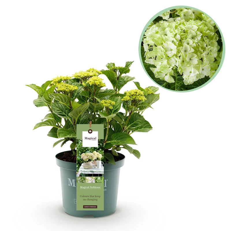Hortensie - Hydrangea Magical Nobless - Weiß - 6-10 Blüten - Topf 23cm Höhe 55cm