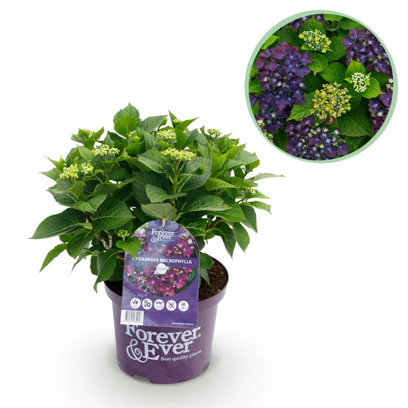 Hortensie - Hydrangea Forever & Ever - Lila - 7-12 Blumen - Topf 23cm Höhe 55cm