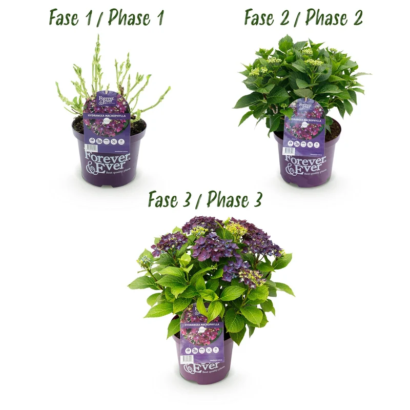 Hortensie - Hydrangea Forever & Ever - Lila - 7-12 Blumen - Topf 23cm Höhe 55cm