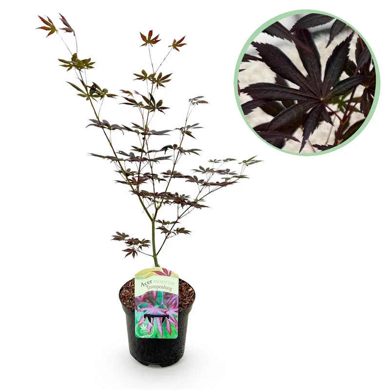 Japanischer Ahorn - Acer palmatum Trompenburg - Dunkel Lila - 1 Pflanze - Laubabwerfend - Topf 19cm Höhe 70cm