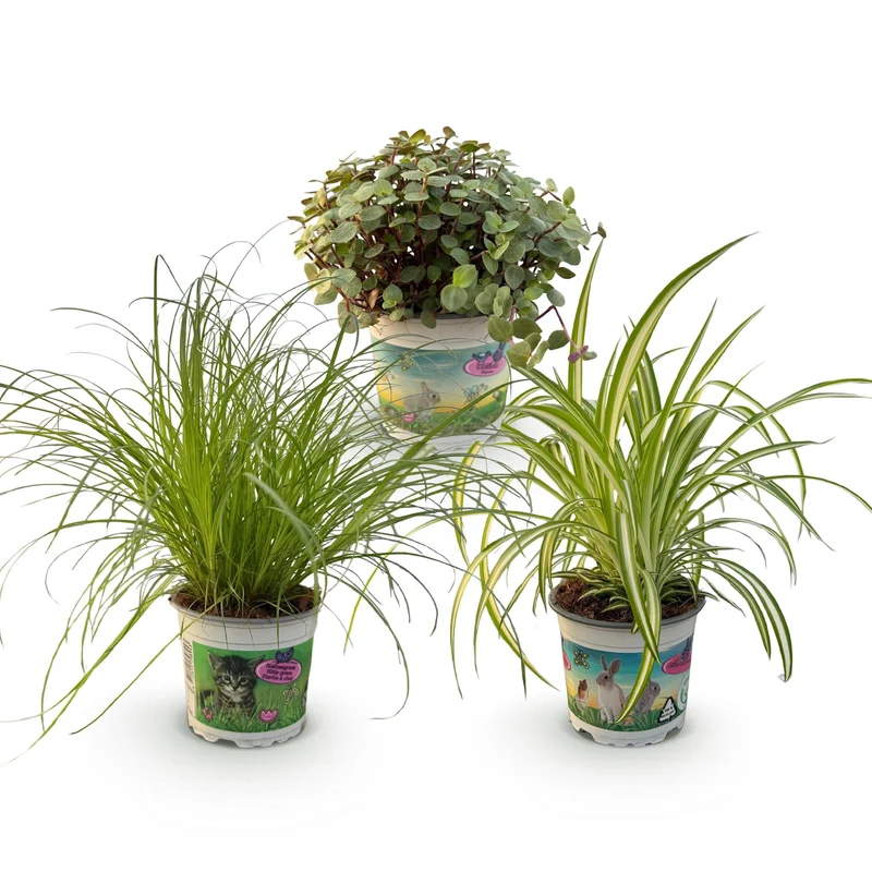 Mix aus 3 Zimmerpflanzen - Cyperus - Calissia - Chlorophytum - Haustierfreundliche Pflanzen - Topf 12cm - Höhe 20cm