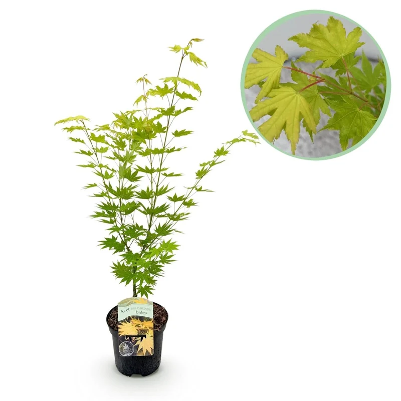 Japanischer Ahorn Jordan - Gelb - 1 Pflanze - Laubabwerfend - Topf 19cm Höhe 70cm