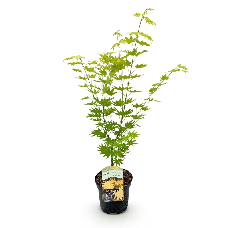 Japanischer Ahorn Jordan - Gelb - 1 Pflanze - Laubabwerfend - Topf 19cm Höhe 70cm