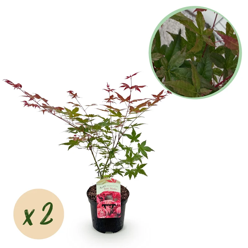 Japanischer Ahorn Beni Maiko - Rot - 2 Pflanzen - Laubabwerfend - Topf 19cm Höhe 70cm