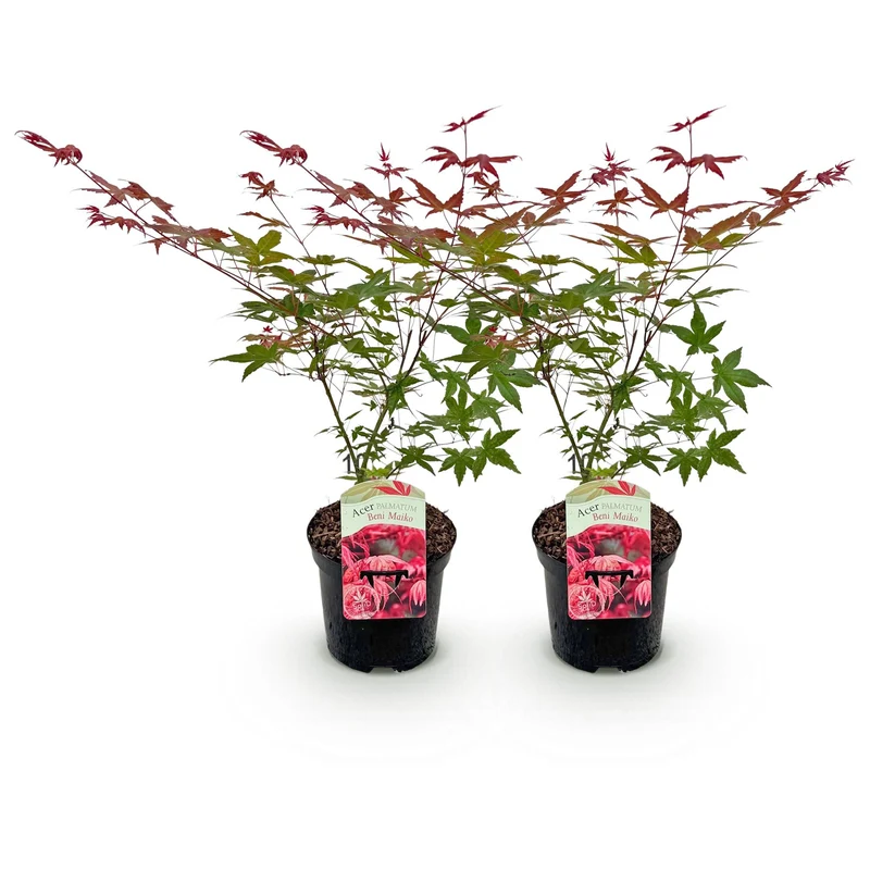 Japanischer Ahorn Beni Maiko - Rot - 2 Pflanzen - Laubabwerfend - Topf 19cm Höhe 70cm