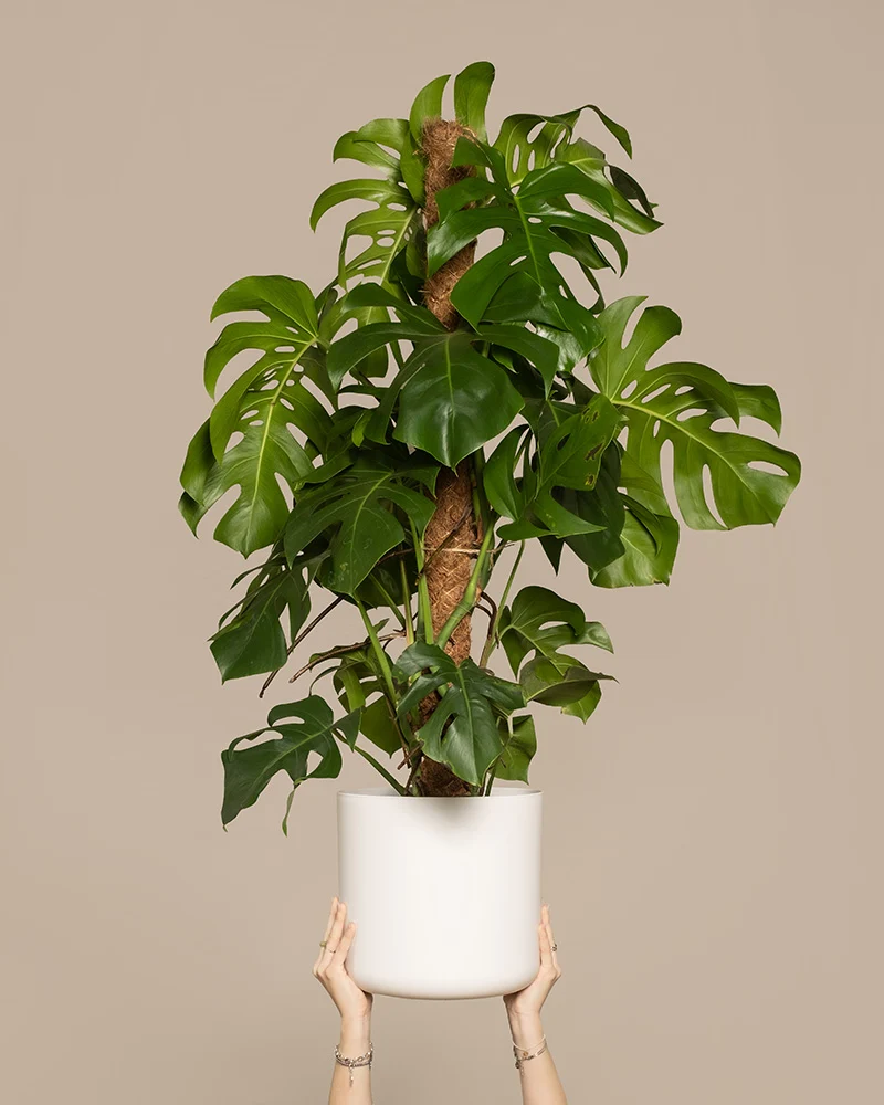 Monstera XL