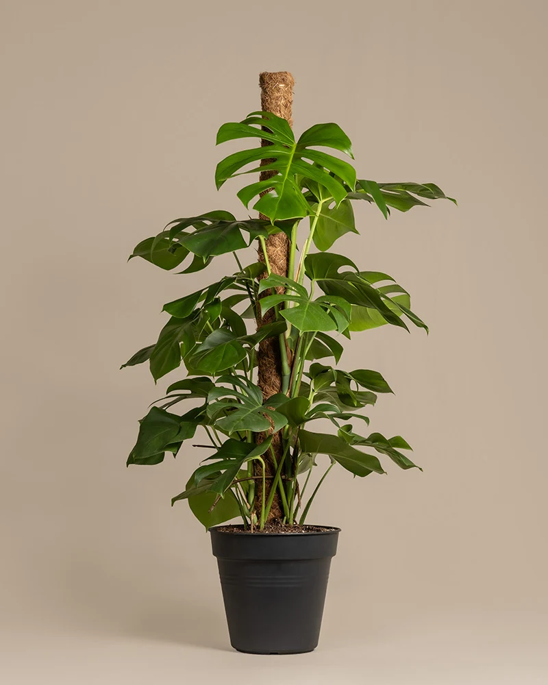 Monstera XL